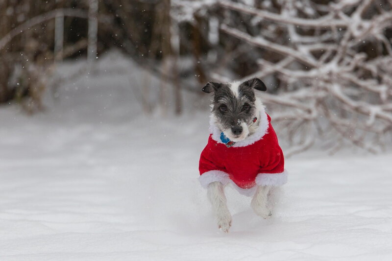 Dog in Red Coat — Playful