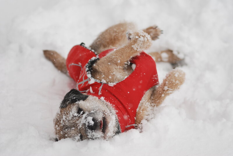 Dog in Red Coat
