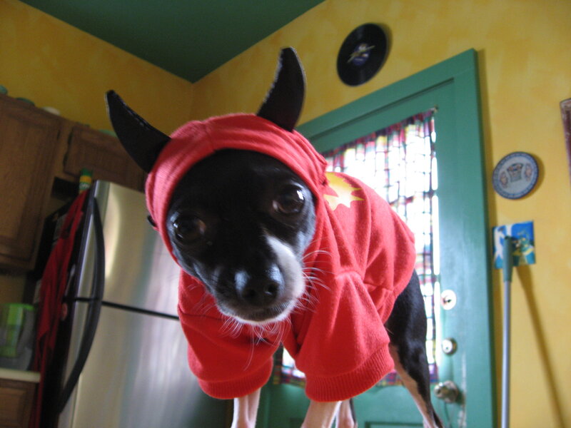 dog in red hoodie costume
