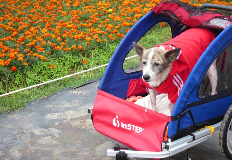 Dog in Red Jacket