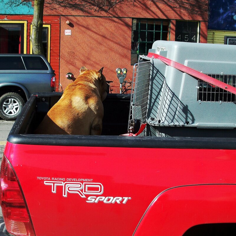 dog in red pickup truck