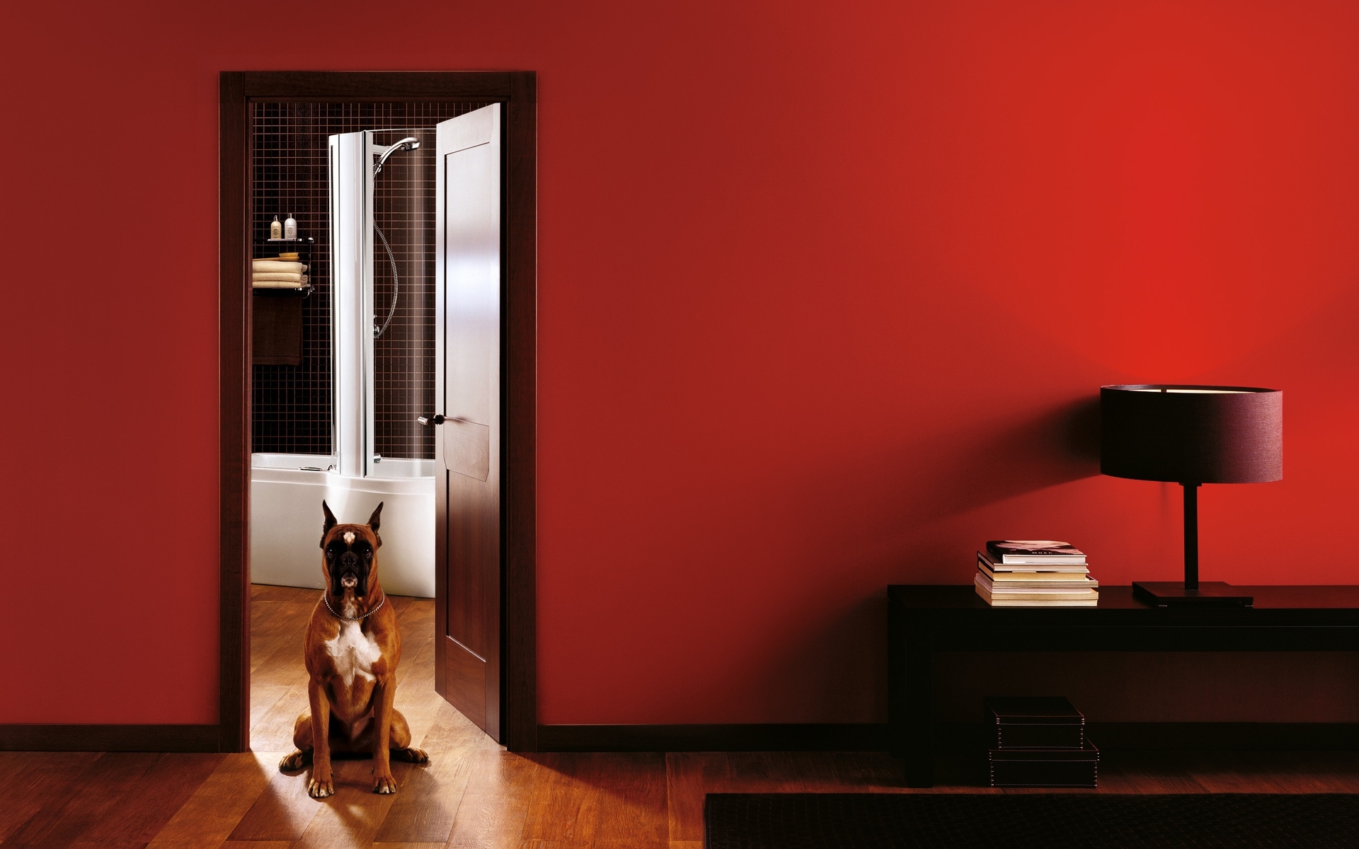 dog in red room