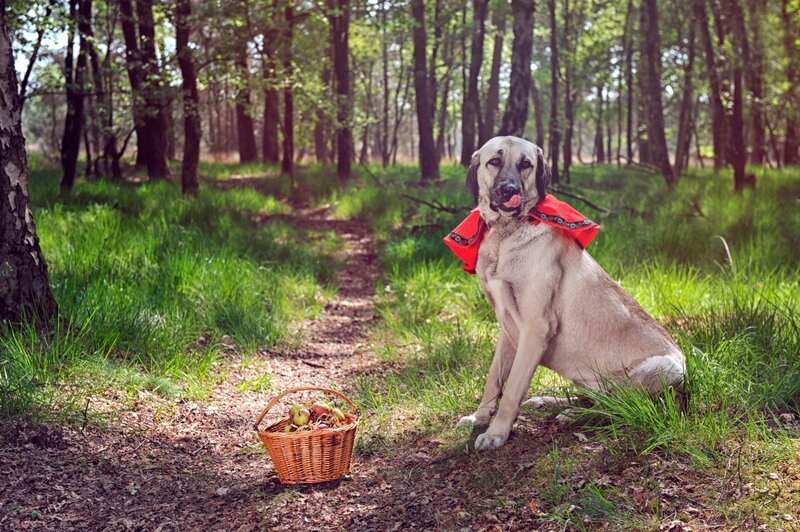 Dog in Red Scarf — Green