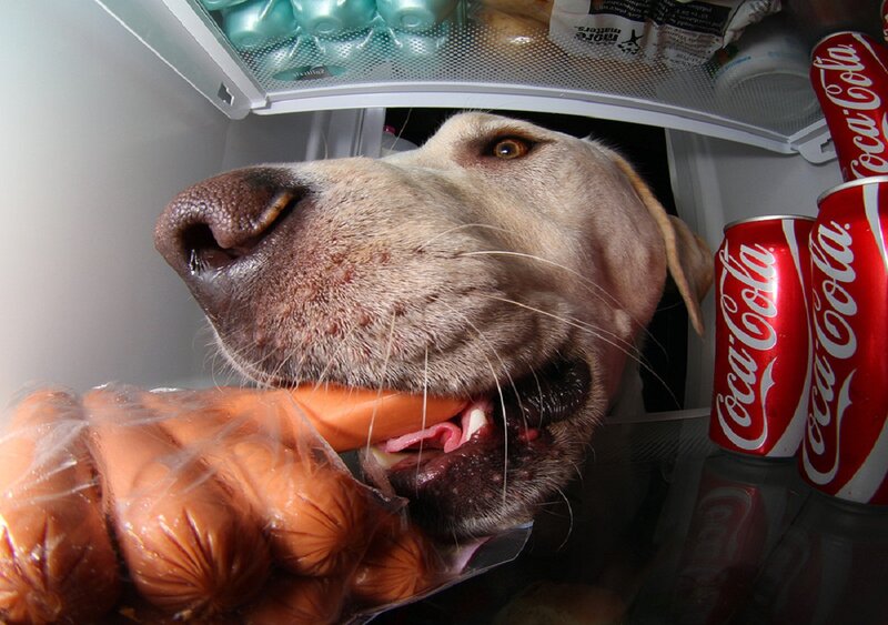 Dog in Refrigerator — Red