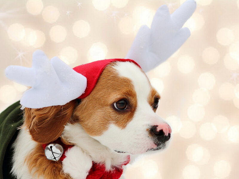 Dog in Reindeer Antlers