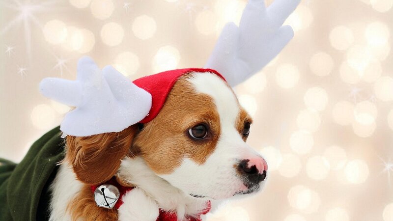Dog in Reindeer Antlers — White