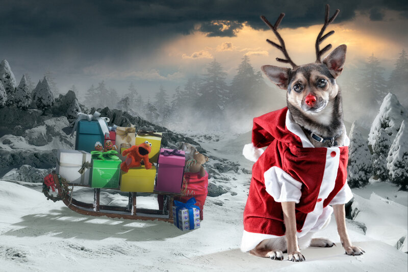 Dog in Reindeer Costume — Red