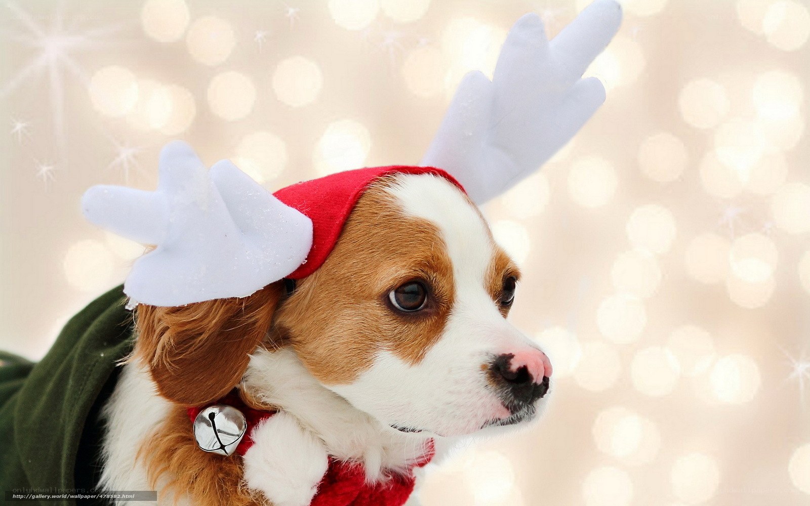 dog in reindeer hat