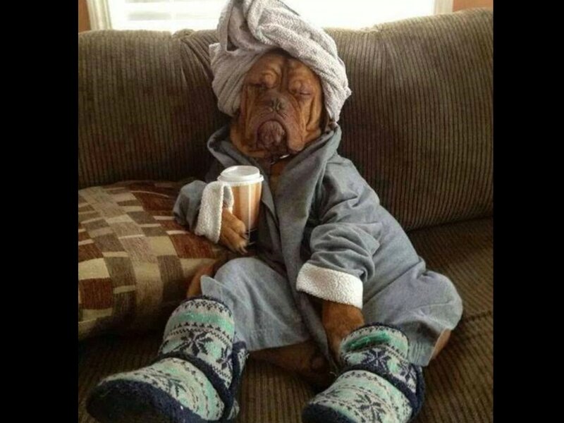 Dog in Robe and Towel