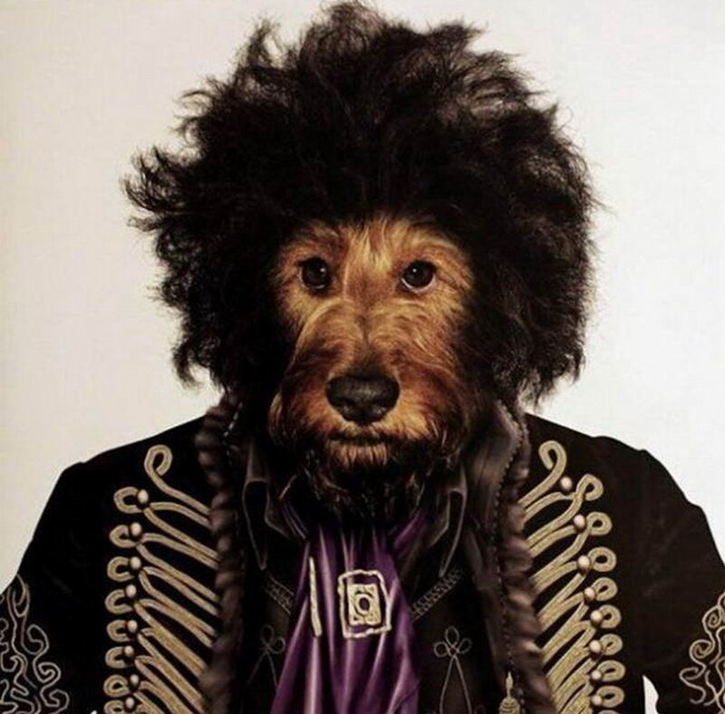Dog in Rock Star Costume