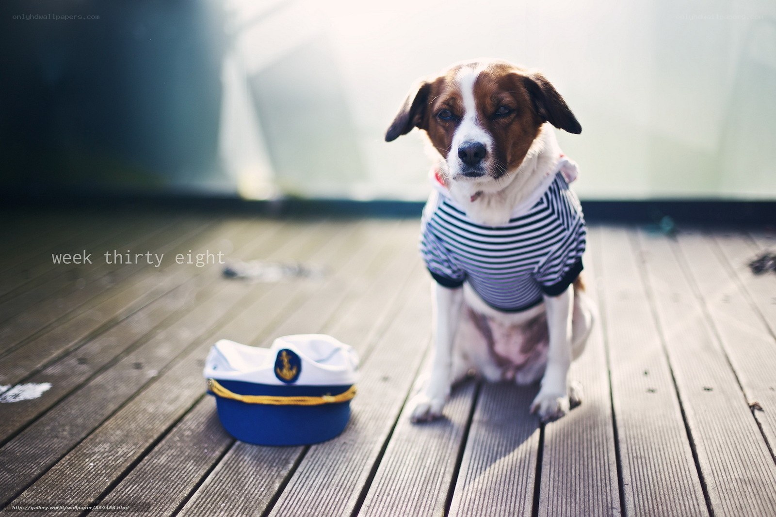 dog in sailor outfit