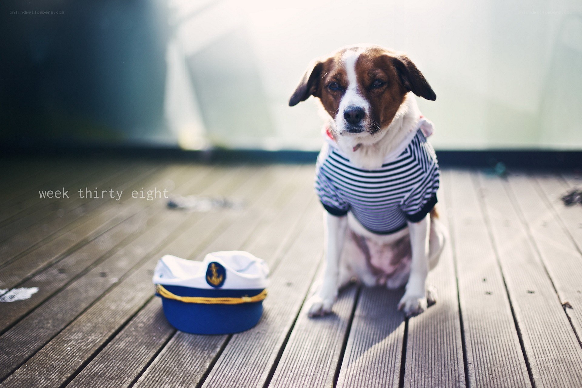 dog in sailor outfit