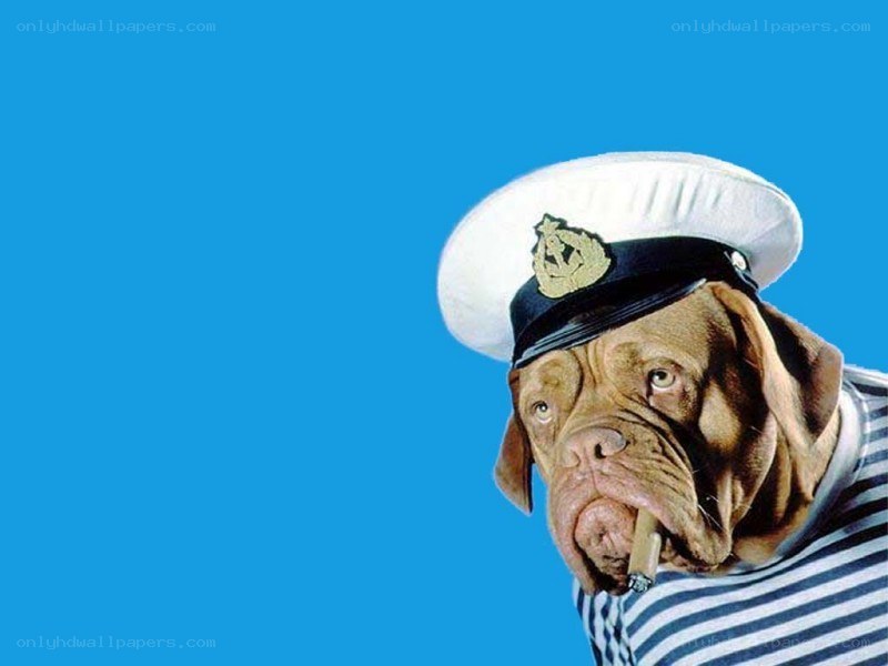 dog in sailor outfit