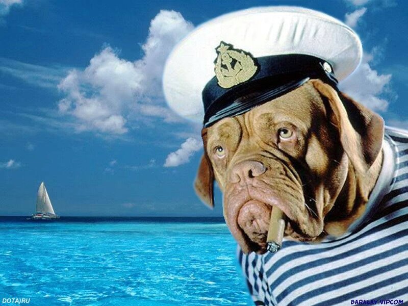 Dog in Sailor Outfit — Blue
