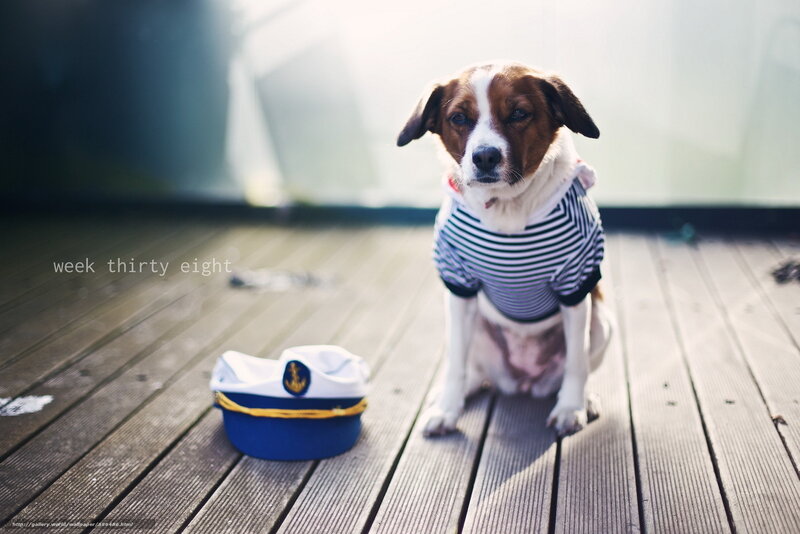 Dog in Sailor Outfit — Brown, Calm