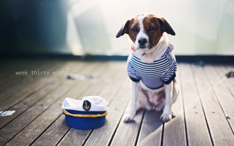 Dog in Sailor Outfit — Brown