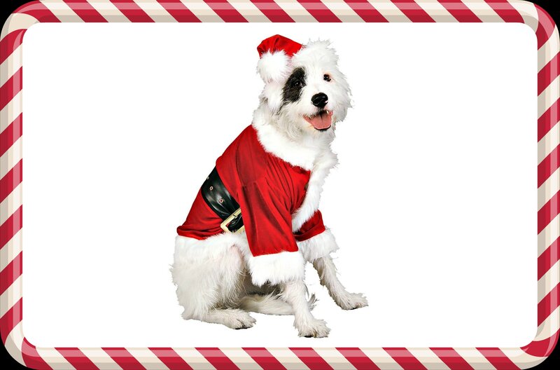Dog in Santa Costume