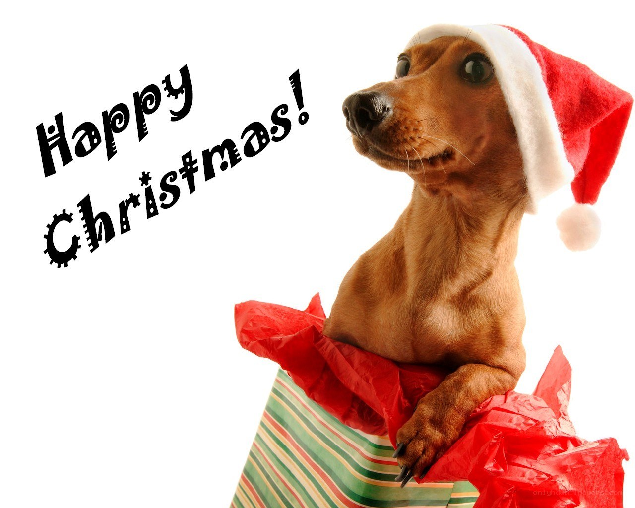 dog in santa hat