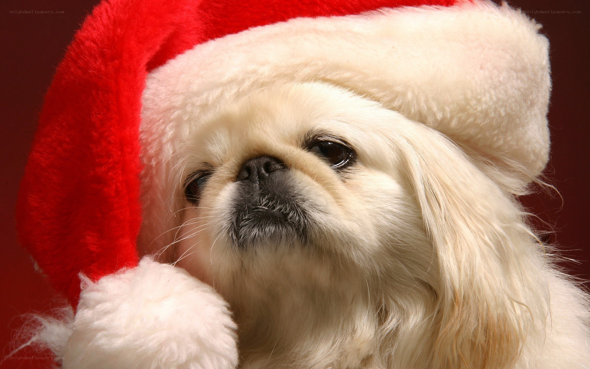 dog in santa hat