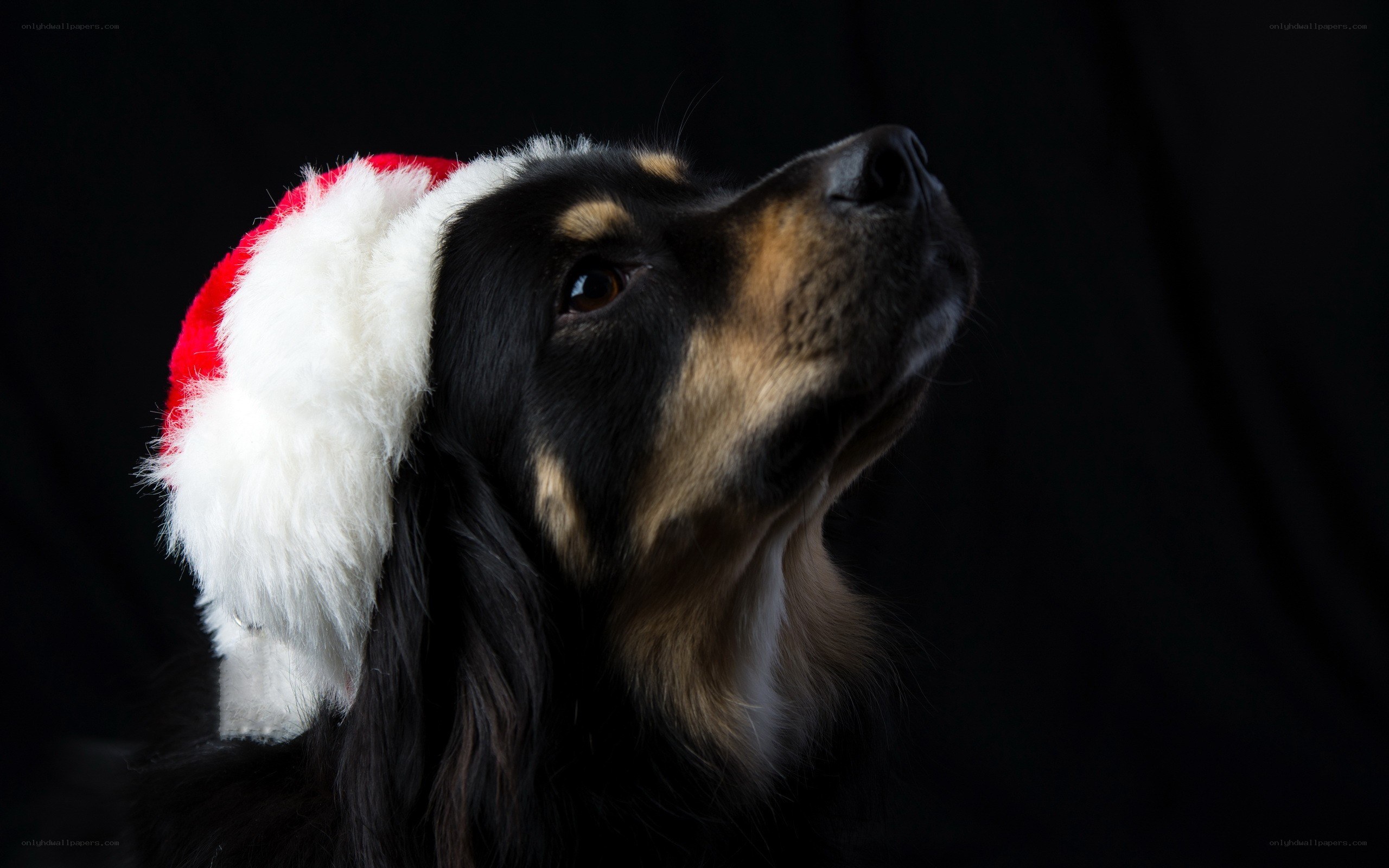 dog in santa hat