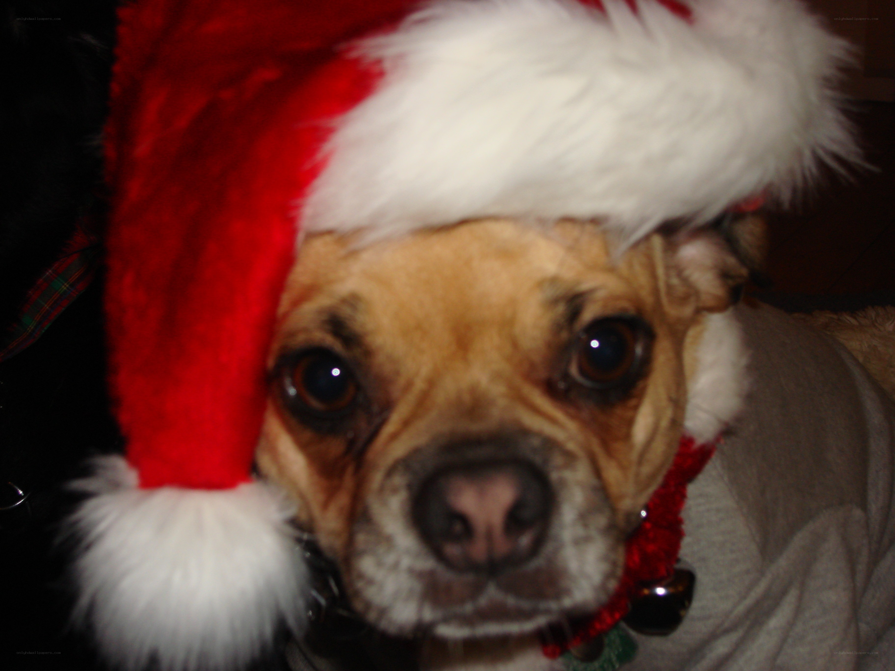 dog in santa hat