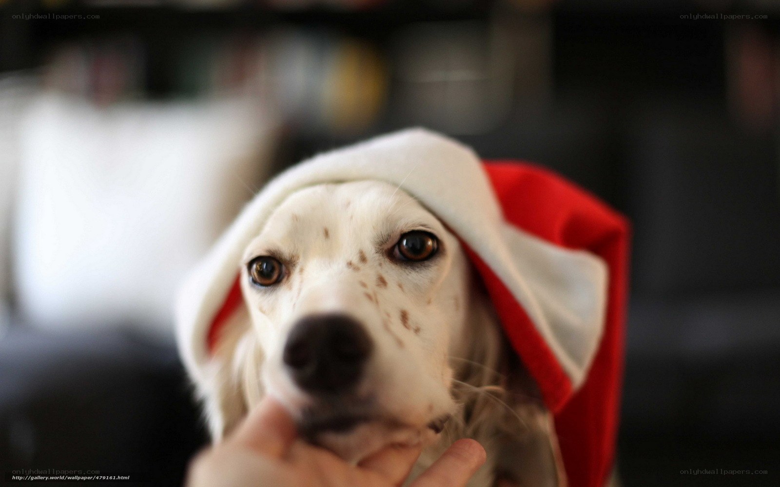 dog in santa hat