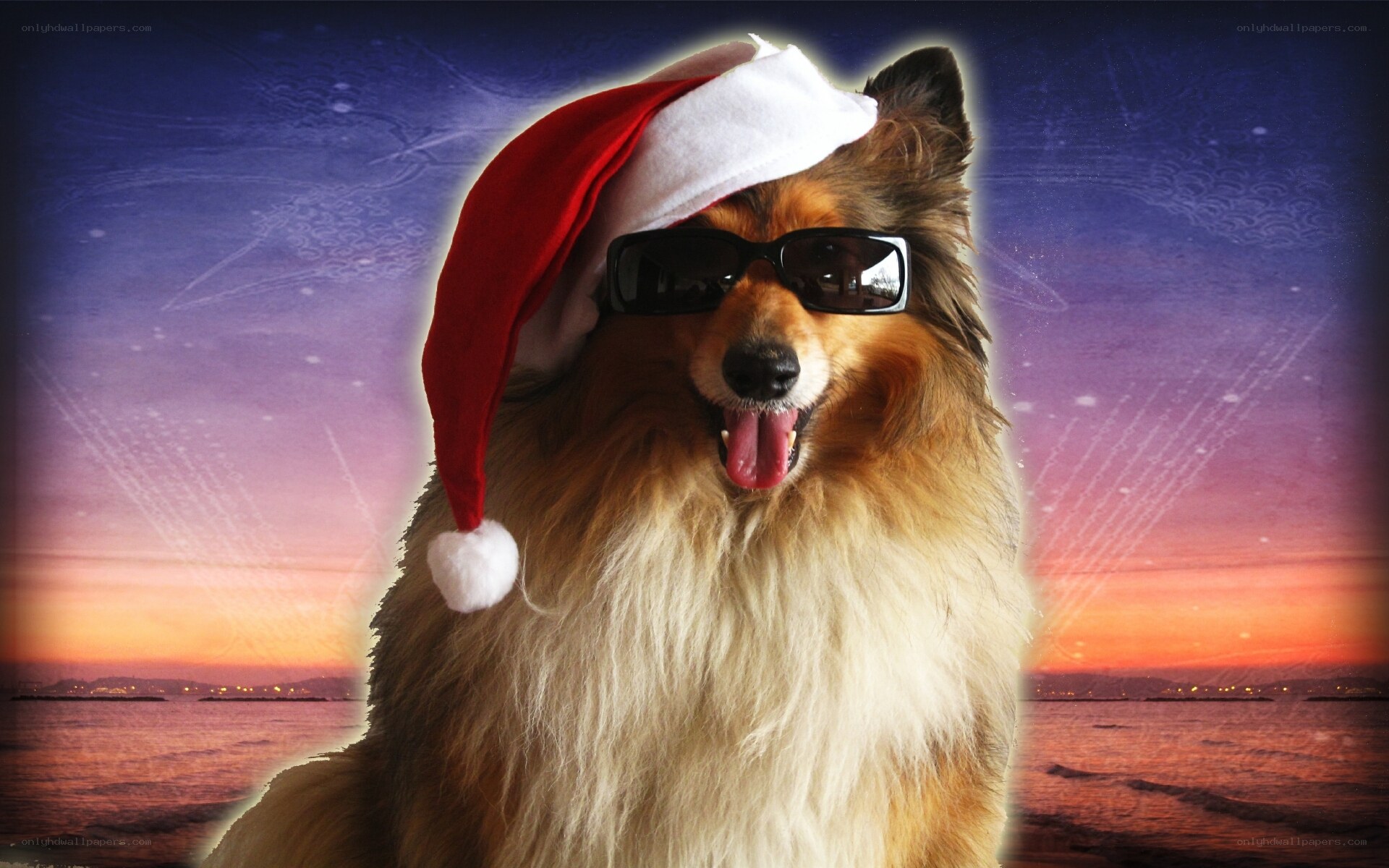 dog in santa hat and sunglasses