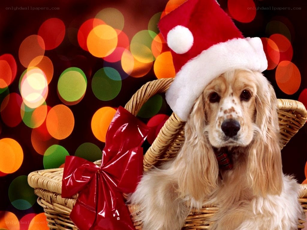 dog in santa hat basket