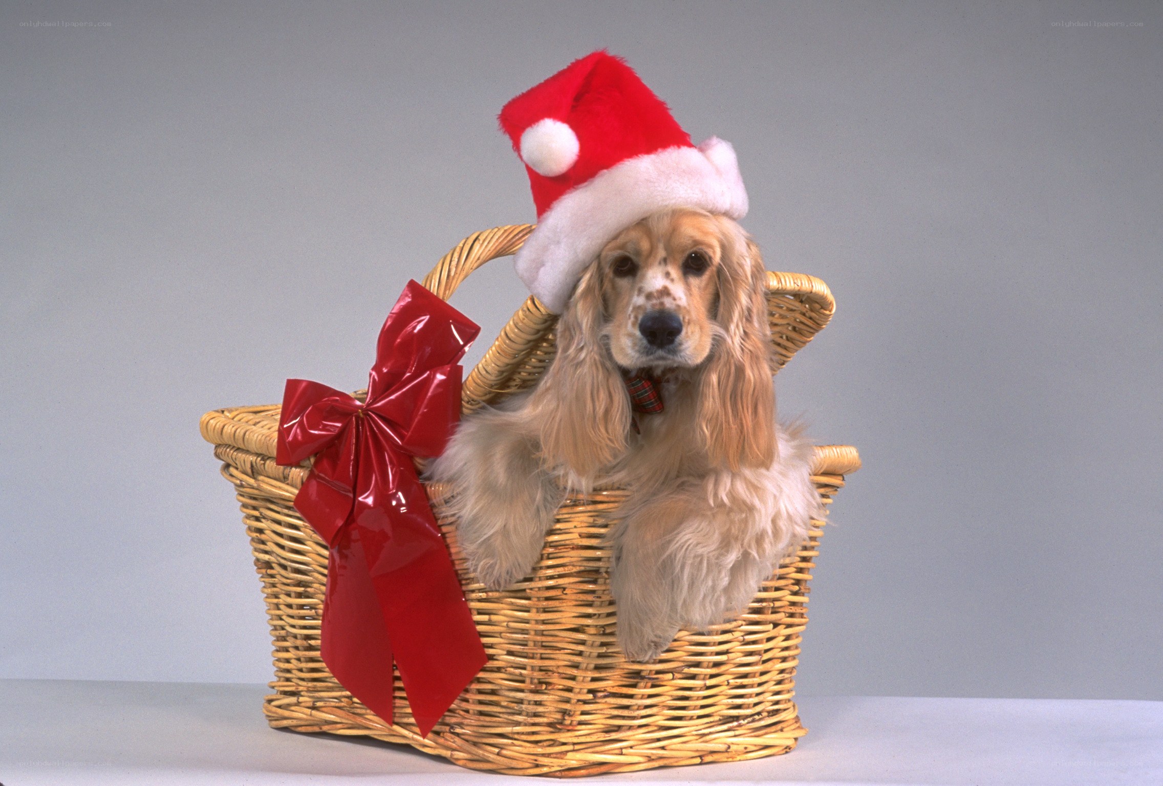 dog in santa hat basket