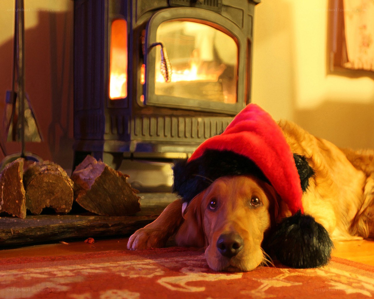 dog in santa hat by fireplace