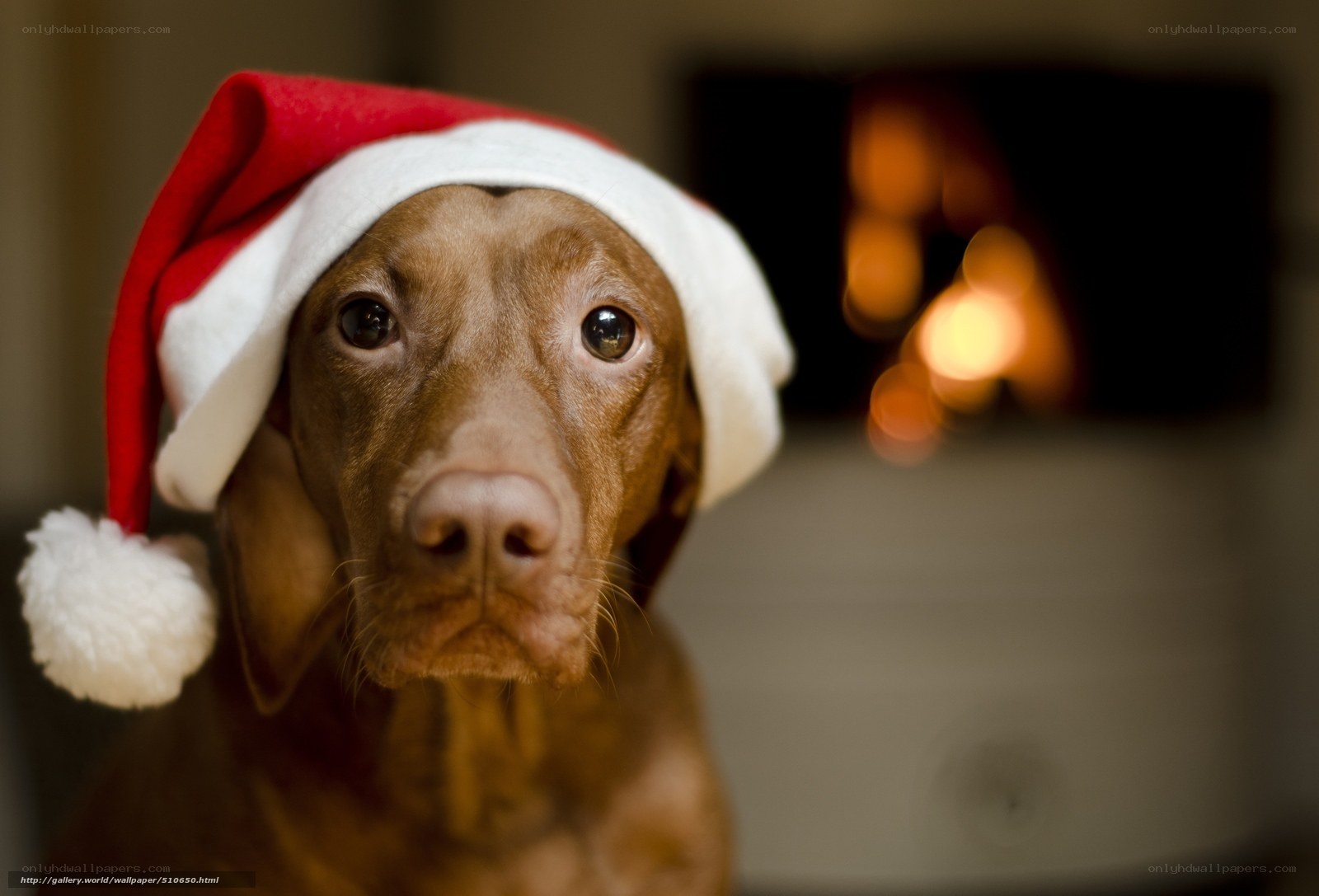 dog in santa hat by fireplace