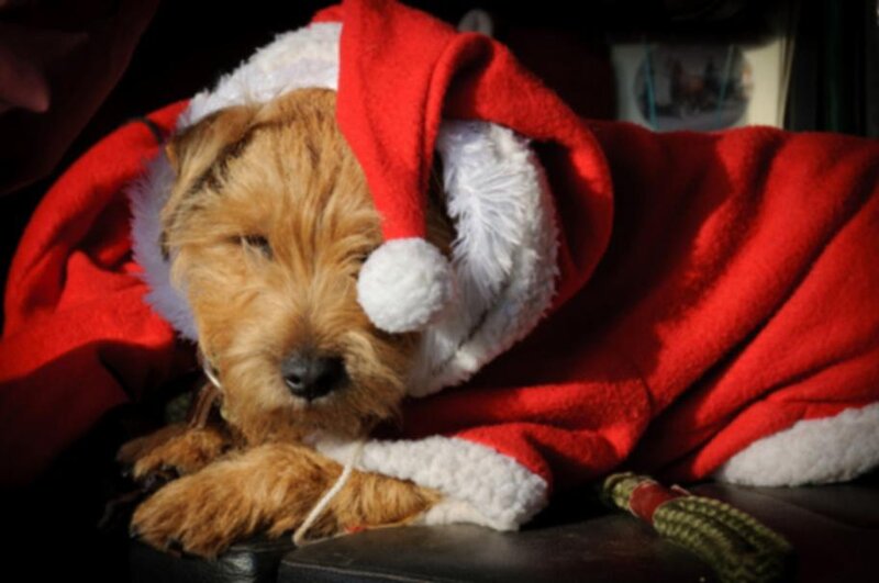Dog in Santa Hat — Red, Calm