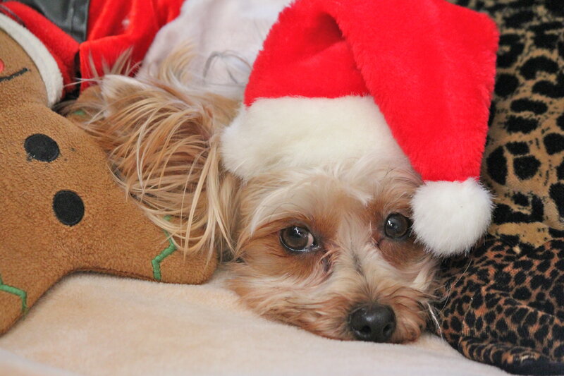 Dog in Santa Hat — Red, Calm, Winter