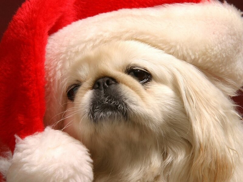 Dog in Santa Hat — Red, Festive, Photograph