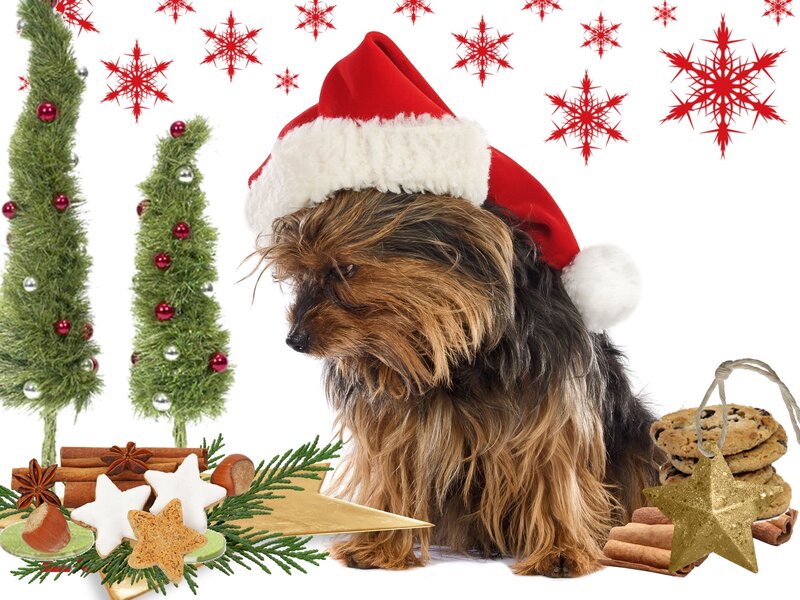 Dog in Santa Hat — Red, Festive