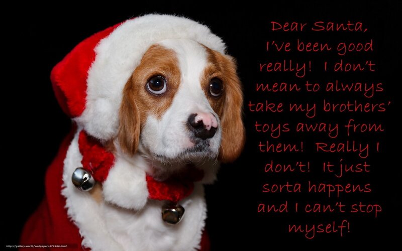 Dog in Santa Hat — Red, Festive, Winter