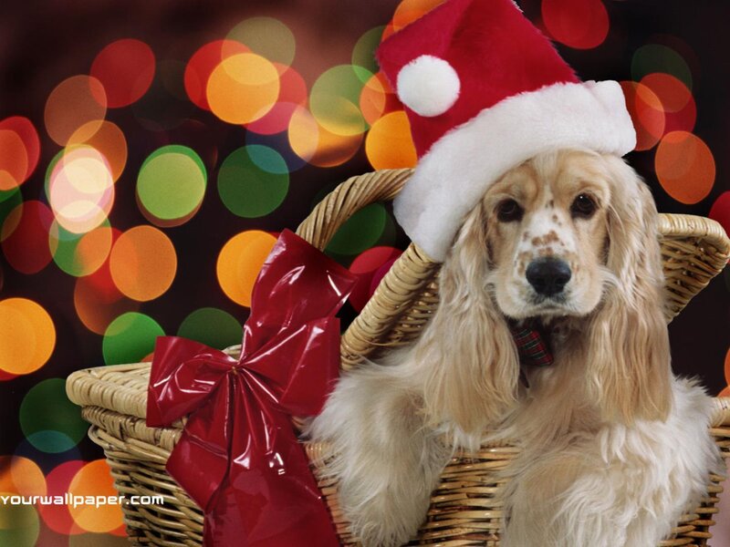 Dog in Santa Hat — Red