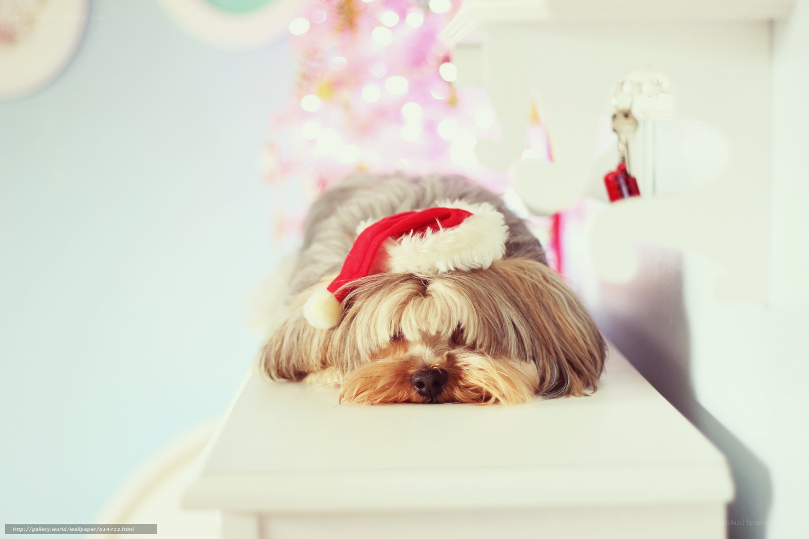 dog in santa hat sleeping
