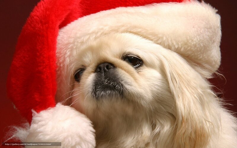 dog in santa hat