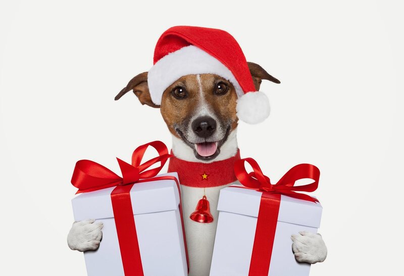 Dog in Santa Hat — White, Festive