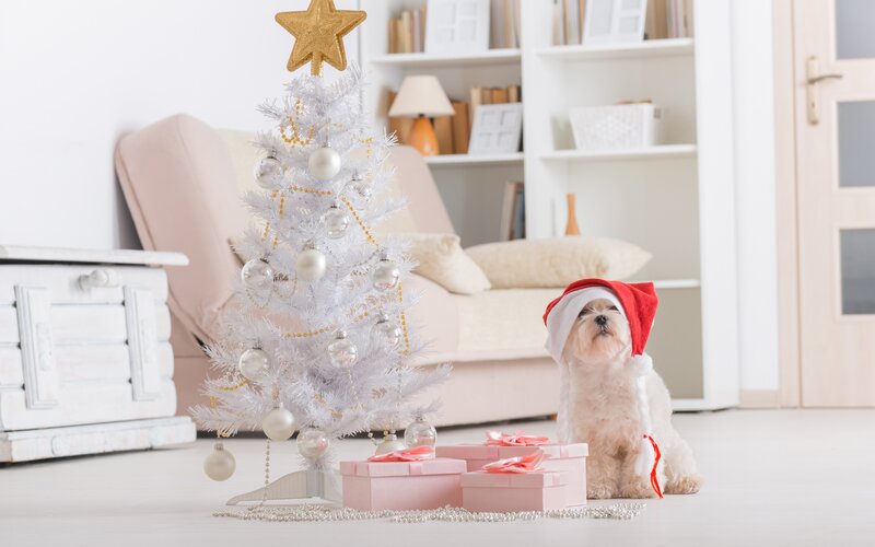 Dog in Santa Hat — White, Festive, Winter
