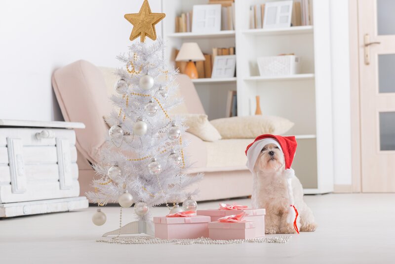 Dog in Santa Hat — White