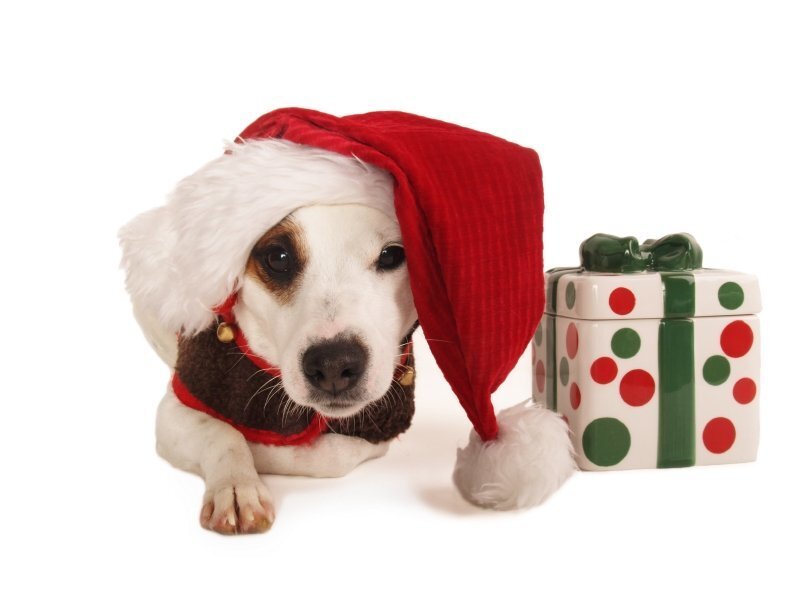 dog in santa hat with gift