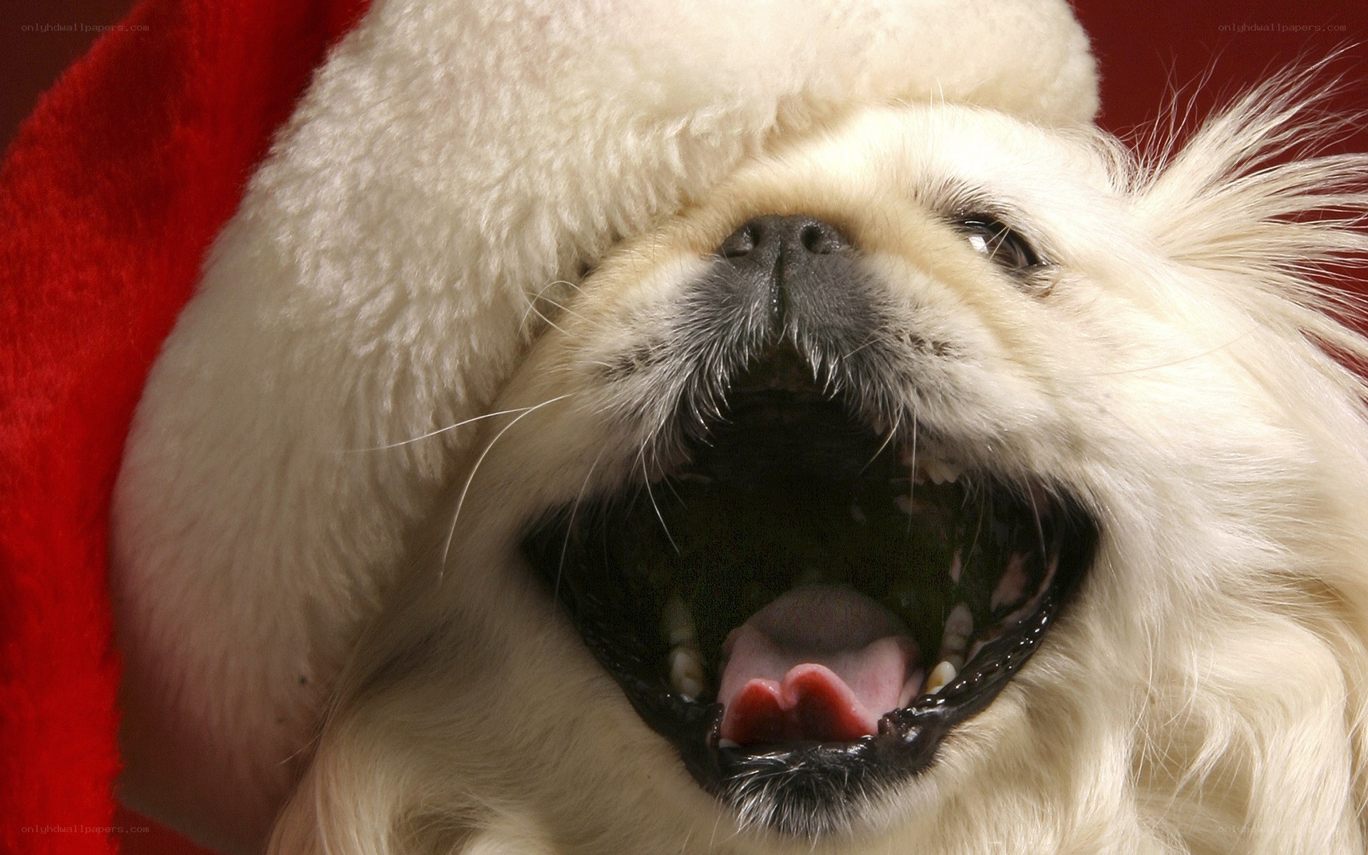 dog in santa hat yawning