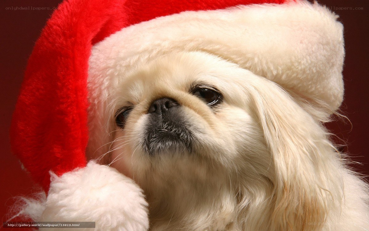 dog in santa hat