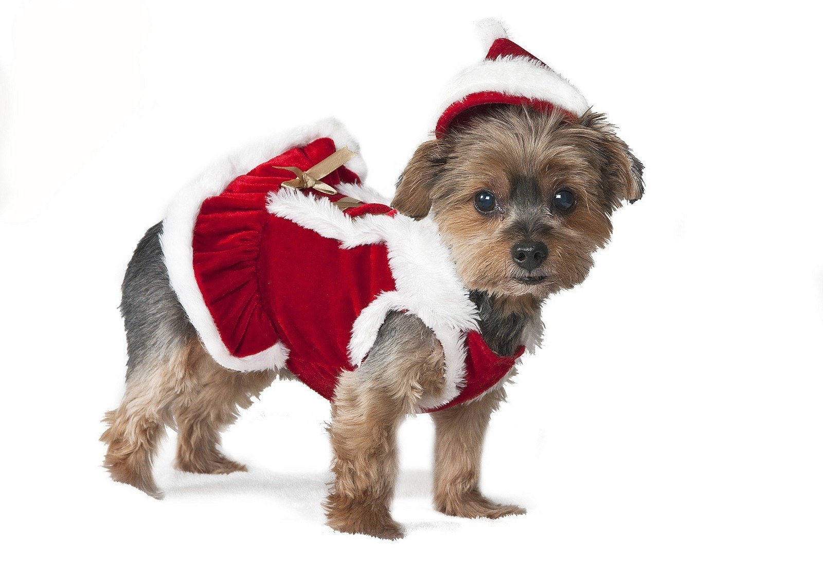 dog in santa outfit