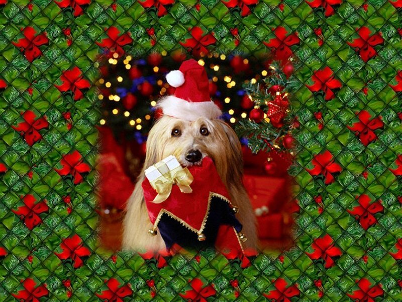Dog in Santa Outfit — Green