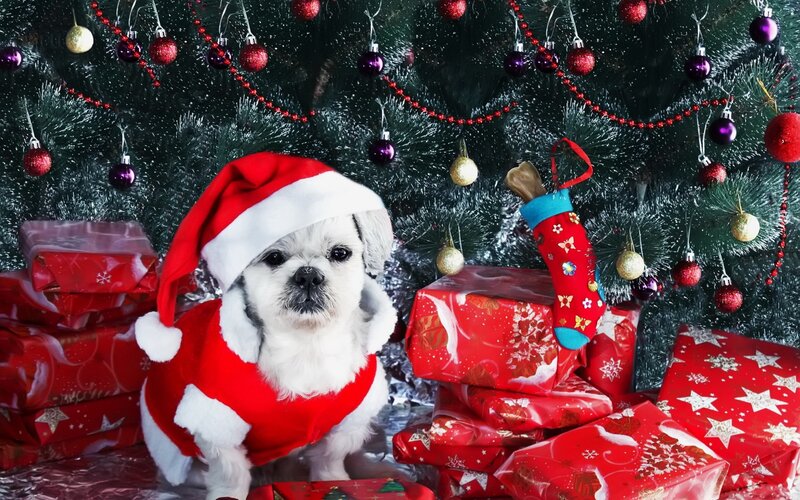 Dog in Santa Outfit — Red, Festive
