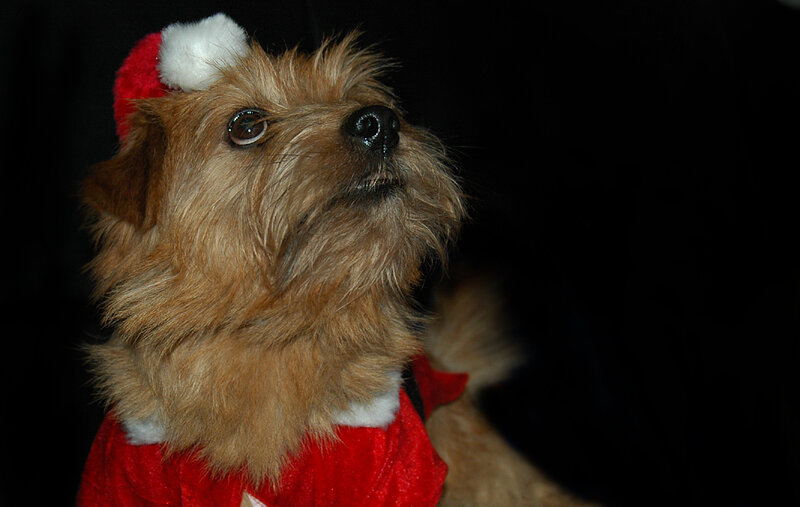 Dog in Santa Outfit — Red