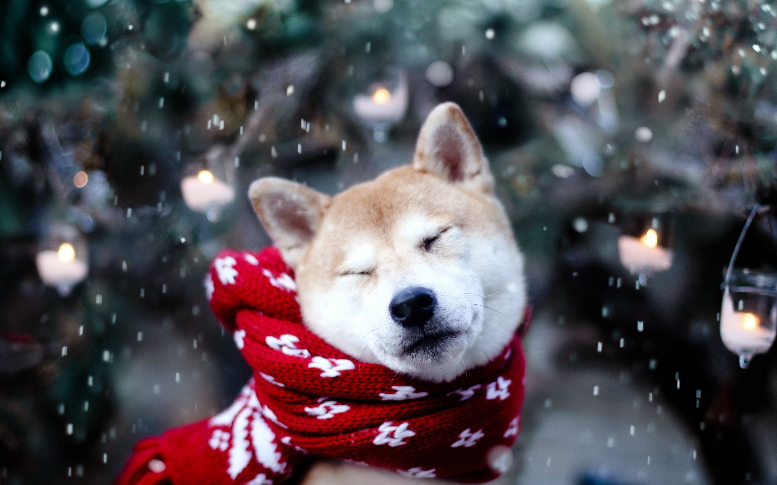 Dog in scarf during snowfall